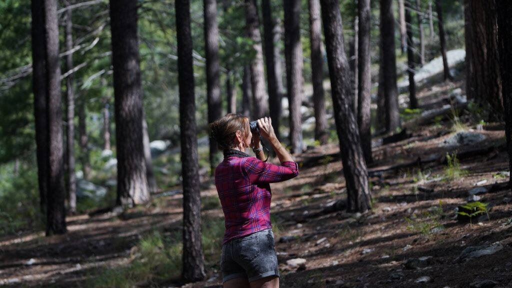 Mount Lemmon Bird Watching