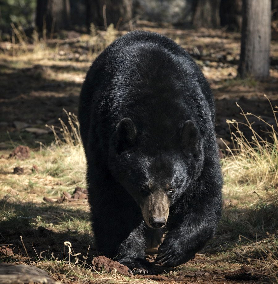 Black Bear on Mount Lemmon
