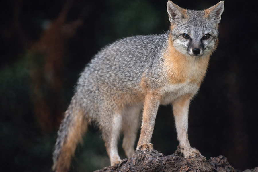 Gray Fox on Mount lemmon