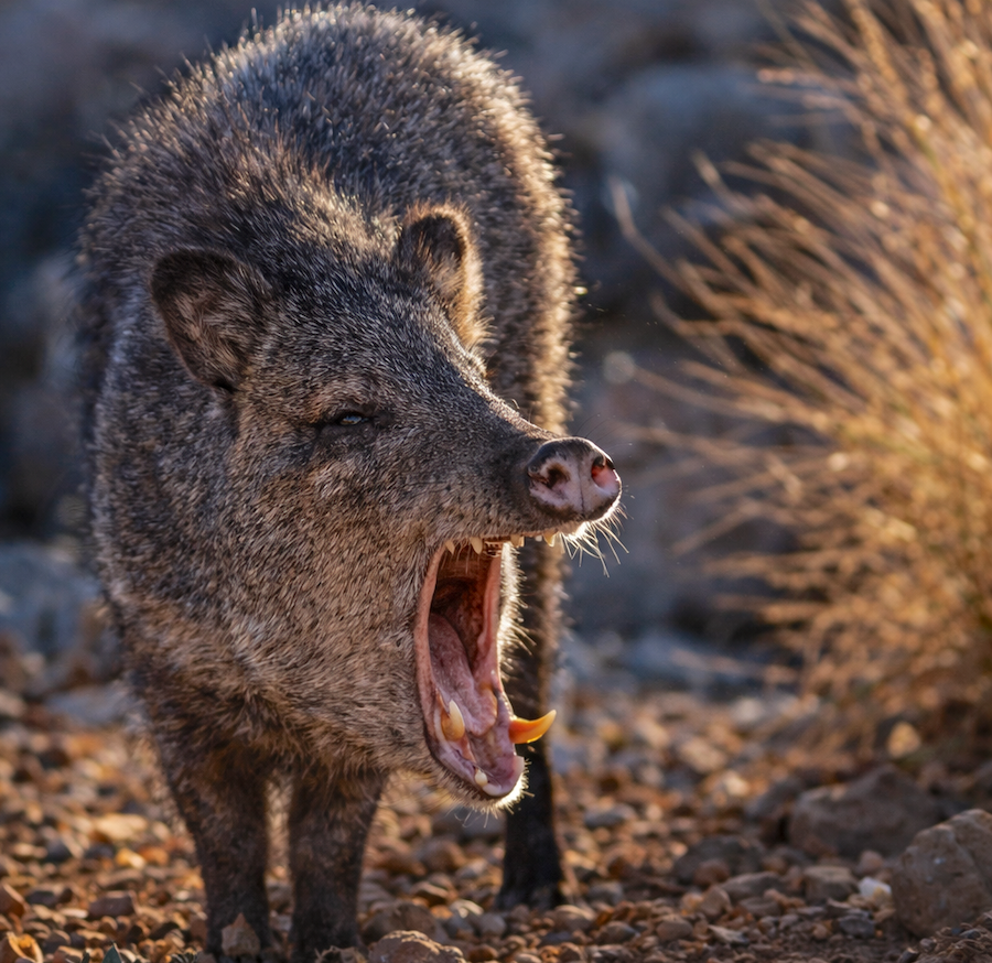 Javelina roaming around Mount Lemmon