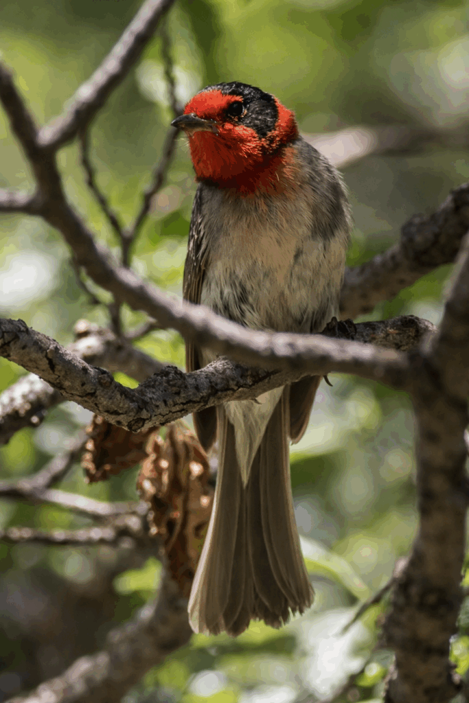 Mount Lemmon Birding