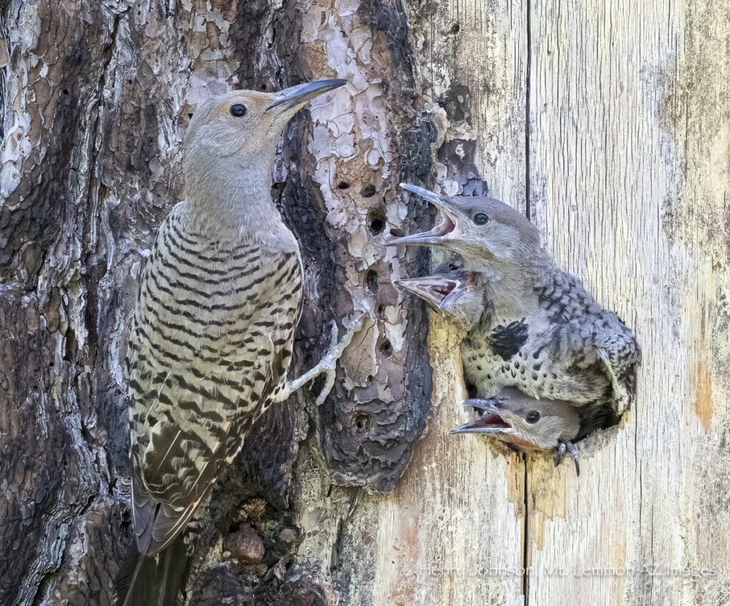 Northern Flicker is one of the many birds you'll see on Mount Lemmon
