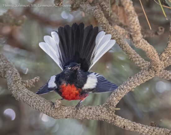 Painted Redstart is one of the many birds on Mount Lemmon