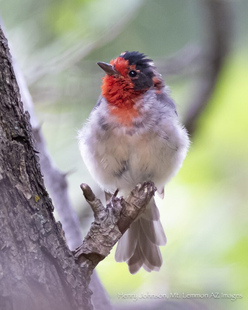 What Birds Can You See on Mount Lemmon