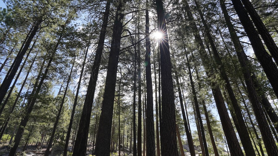 Sunburst through the trees at Marshall Gulch Mt. Lemmon. Photo by Mount Lemmon Lodge