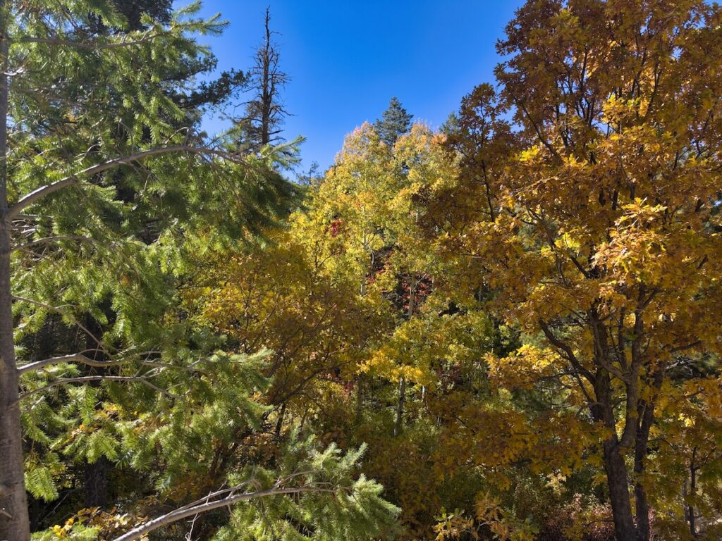 Mt. Lemmon Fall Colors: The Best Places to See Autumn Foliage in Southern Arizona