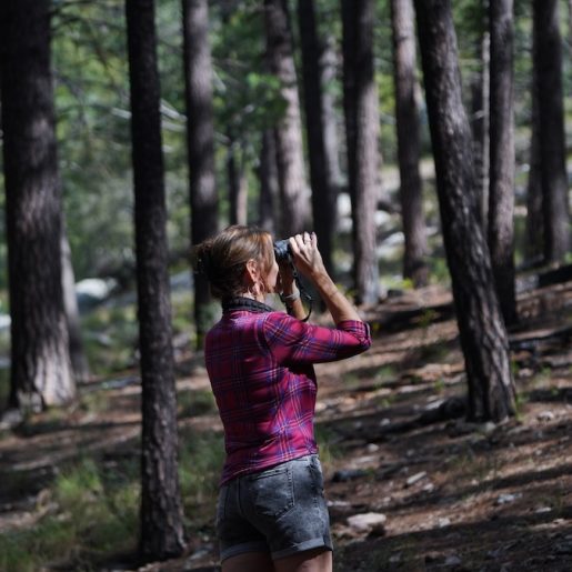 Mount Lemmon Bird Watching