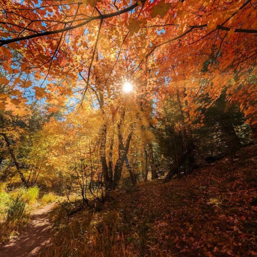 Mount Lemmon in Autumn